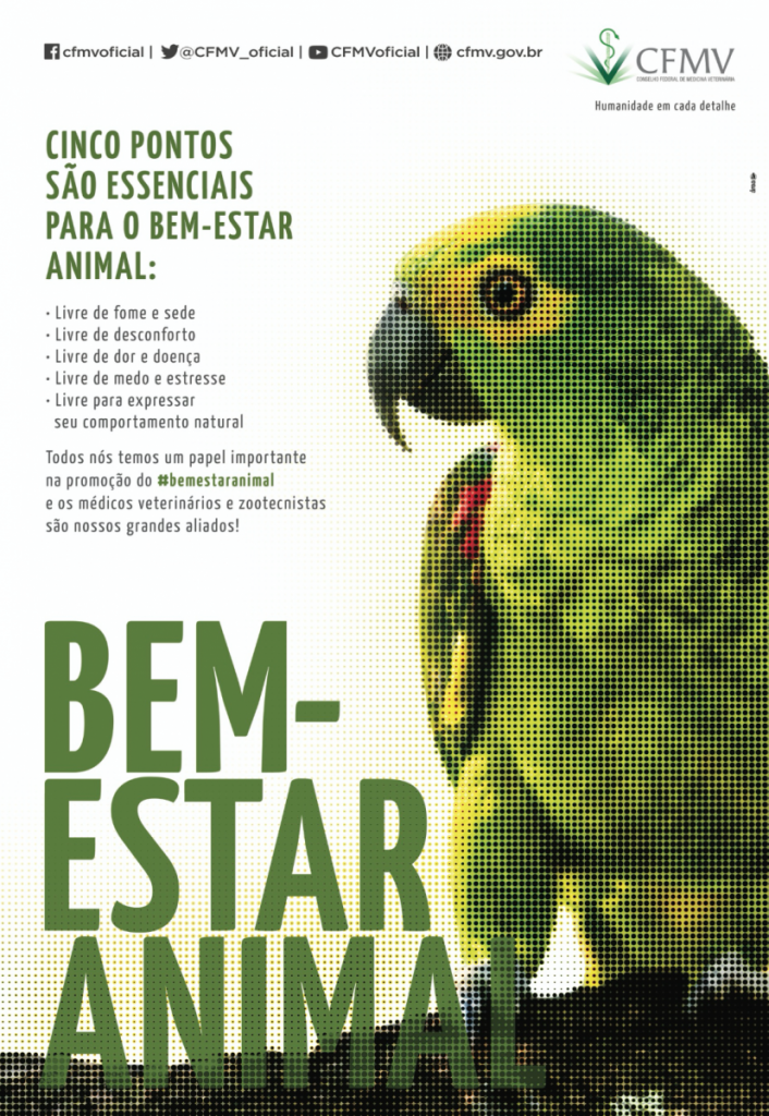 cartaz papagaio1