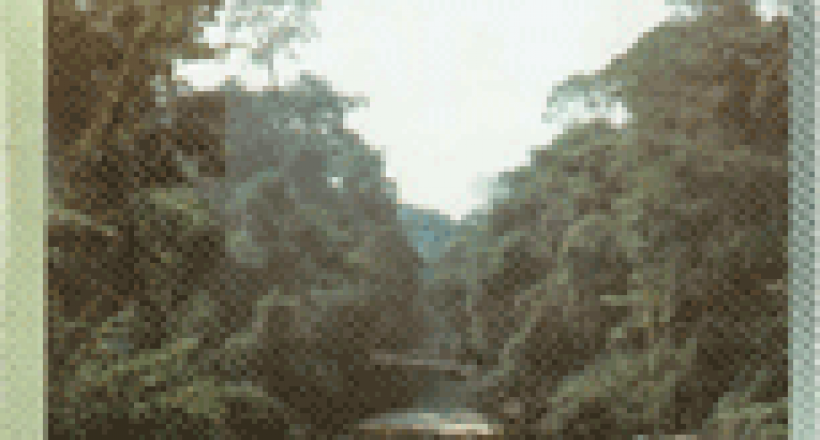 Revista CFMV - Edição 01