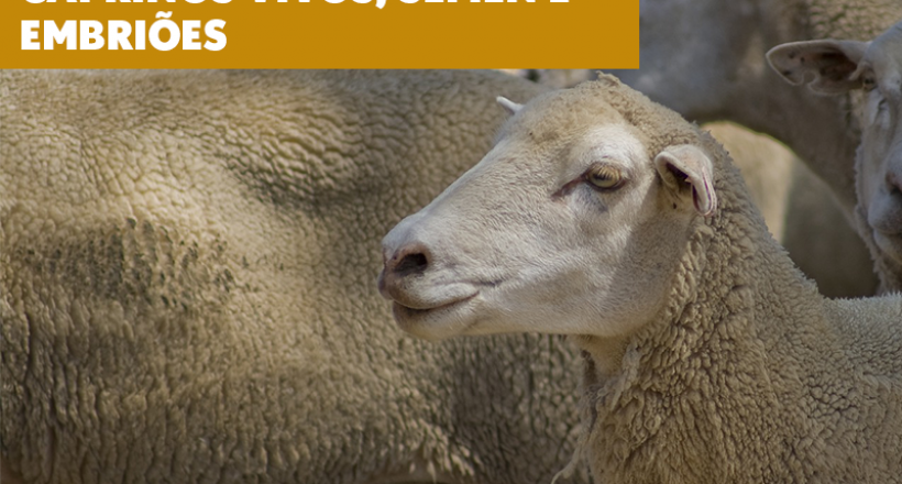 Mapa atualiza requisitos zoosanitários para importação de ovinos e caprinos vivos, sêmen e embriões