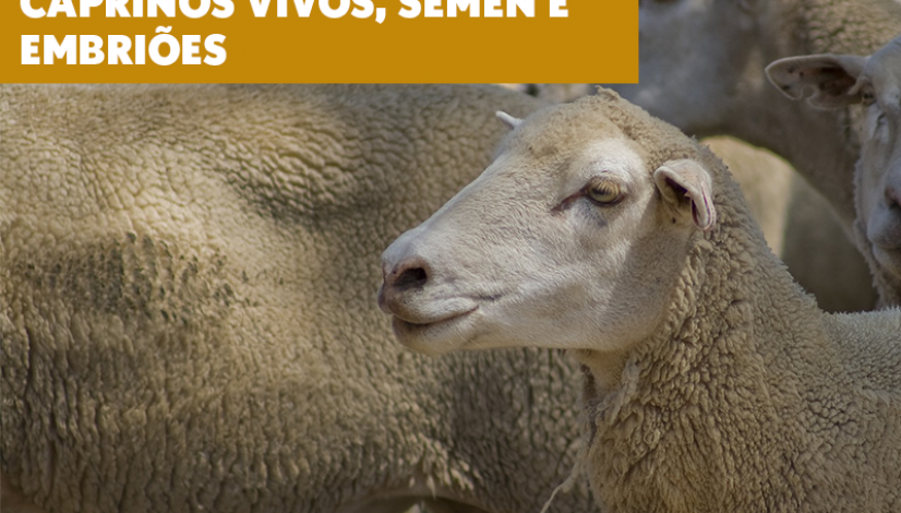 Mapa atualiza requisitos zoosanitários para importação de ovinos e caprinos vivos, sêmen e embriões