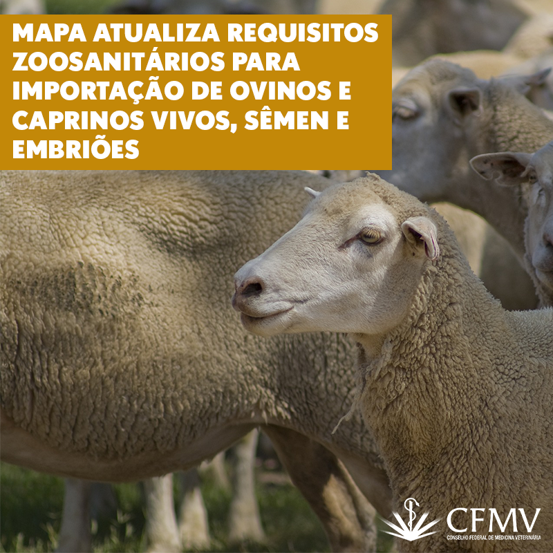 Mapa atualiza requisitos zoosanitários para importação de ovinos e caprinos vivos, sêmen e embriões