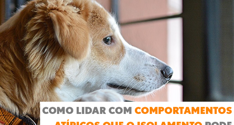 Como lidar com comportamentos atípicos que o isolamento pode causar aos pets