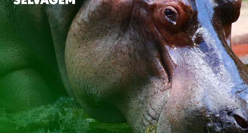 Dia Mundial da Vida Selvagem – Autorizado o uso de anestésicos para animais selvagens de grande porte