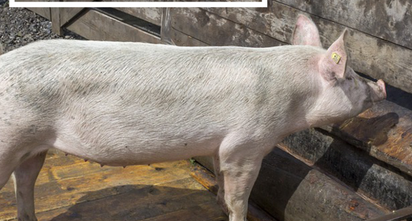 Anvisa atualiza limites de resíduos de medicamentos veterinários em alimentos de origem animal