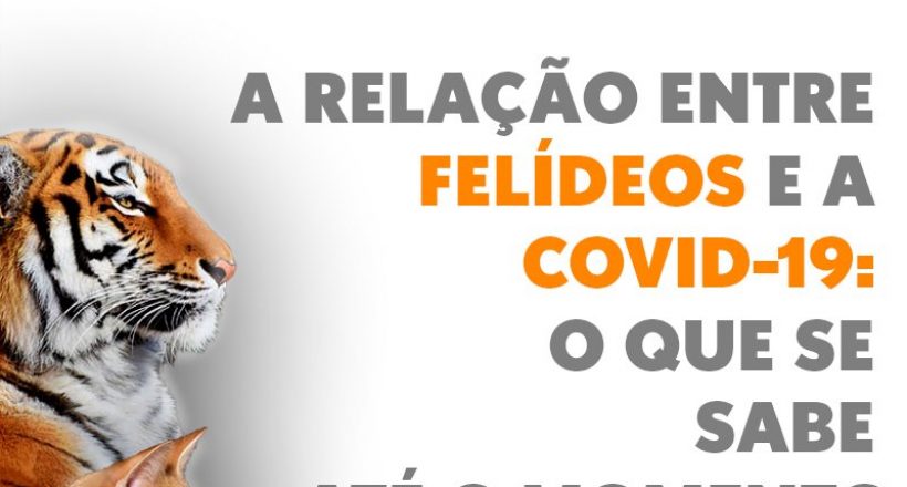 A relação entre felídeos e a Covid-19: o que se sabe até o momento