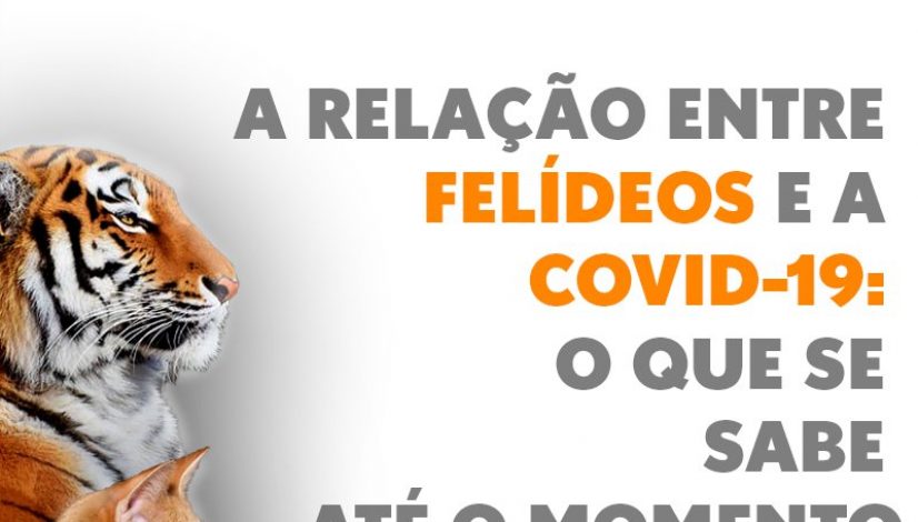 A relação entre felídeos e a Covid-19: o que se sabe até o momento