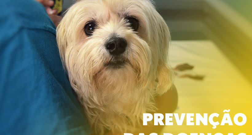 Março Amarelo – Prevenção das doenças renais em cães e gatos