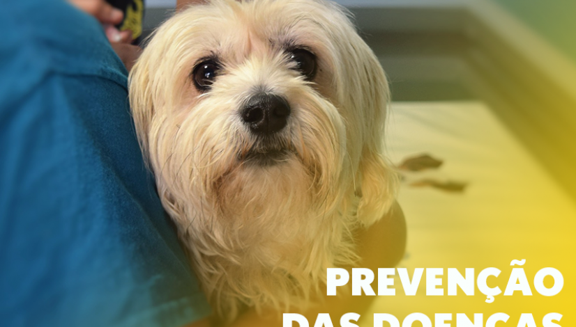 Março Amarelo – Prevenção das doenças renais em cães e gatos