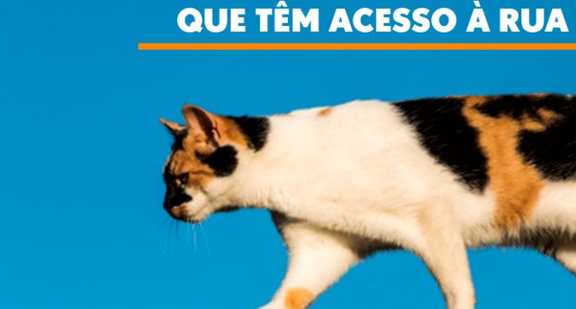 Como lidar com gatos que têm acesso à rua