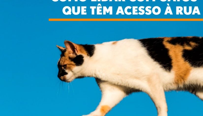 Como lidar com gatos que têm acesso à rua