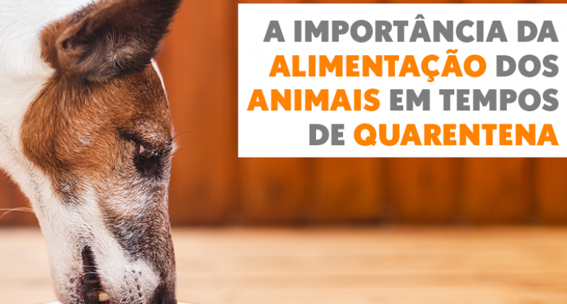 Dia Nacional da Nutrição e a importância da alimentação dos animais em tempos de quarentena