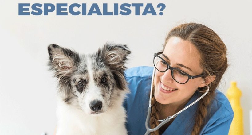 Por que ser um médico-veterinário especialista?
