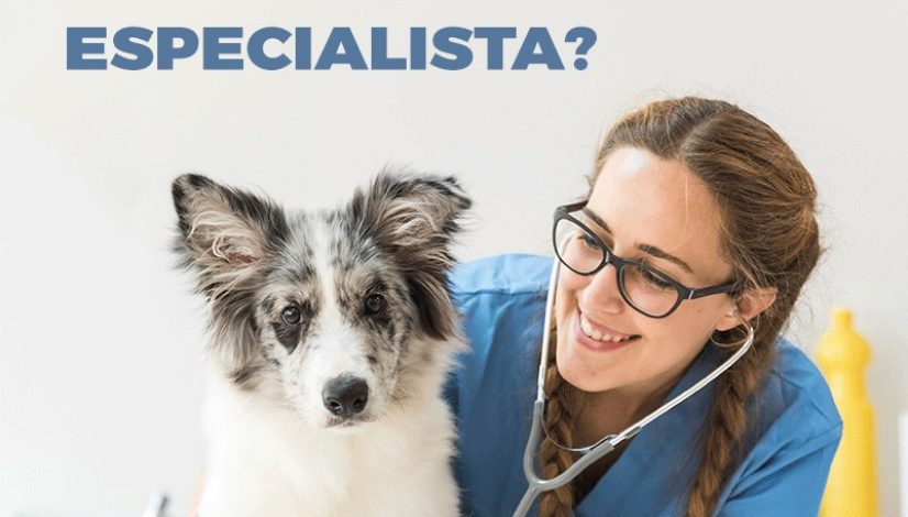 Por que ser um médico-veterinário especialista?