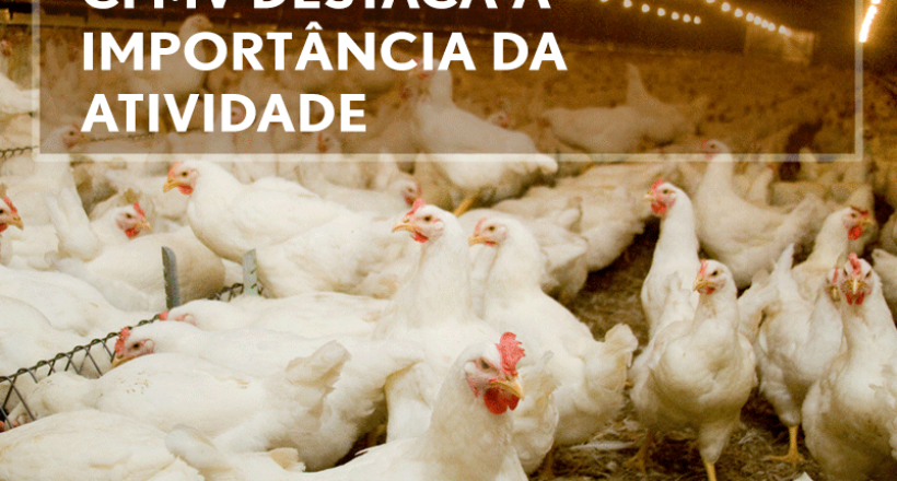 No Dia da Avicultura, CFMV destaca a importância da atividade