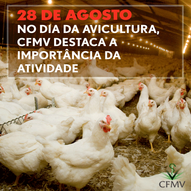 No Dia da Avicultura, CFMV destaca a importância da atividade