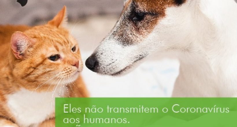 Animais não transmitem o coronavírus aos humanos. Não abandone!