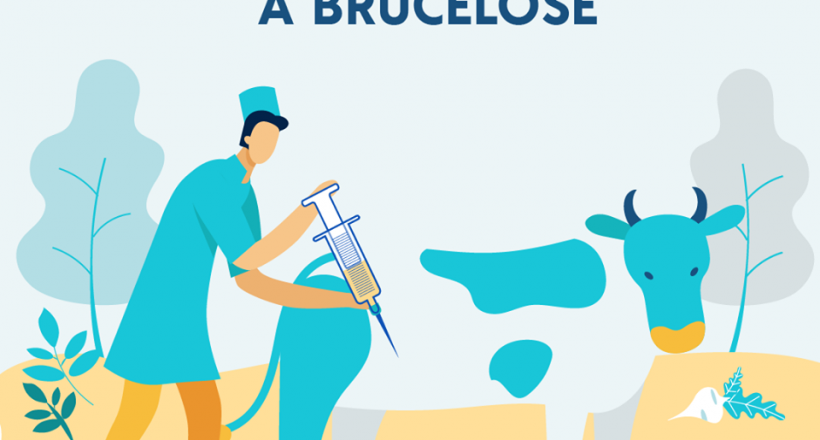 Vacinação contra brucelose já tem cadastramento on-line para médicos-veterinários