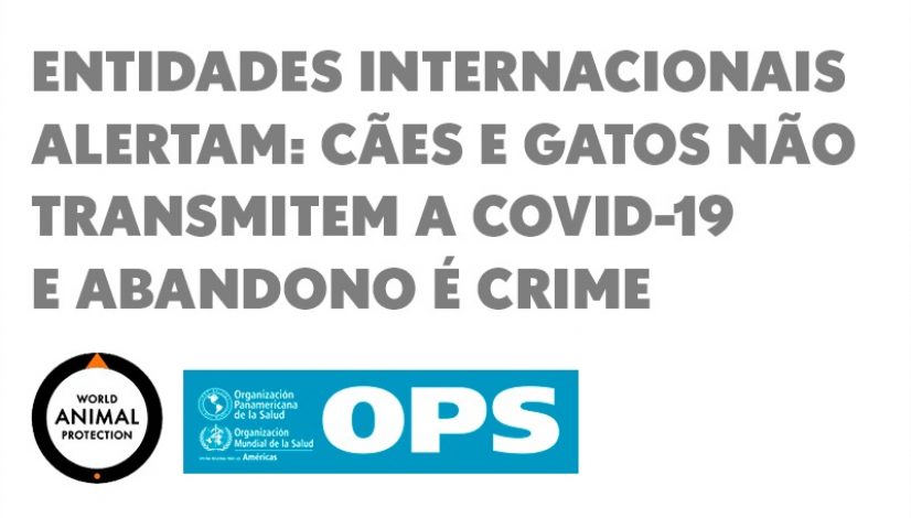 Entidades internacionais alertam: cães e gatos não transmitem a covid-19 e abandono é crime