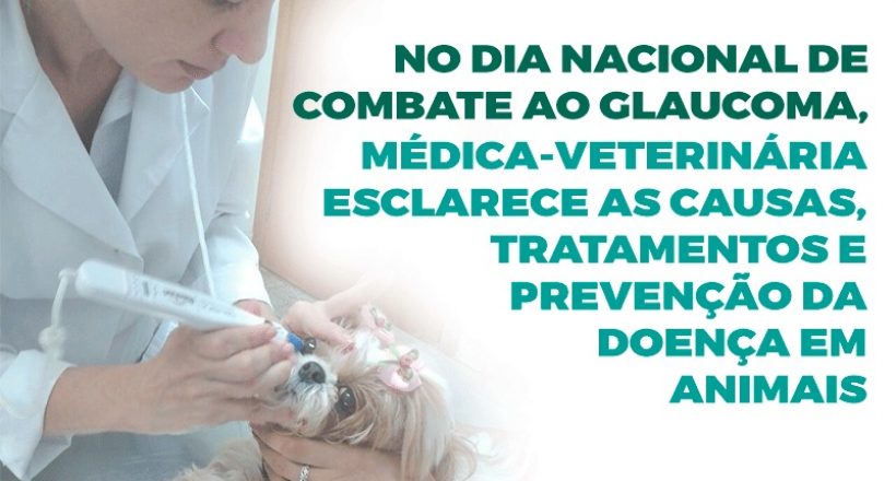 No Dia Nacional de Combate ao Glaucoma, médica-veterinária esclarece as causas, tratamentos e prevenção da doença em animais