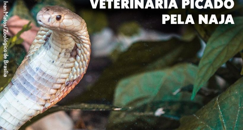 Esclarecimentos éticos sobre o caso do estudante de Medicina Veterinária picado pela naja
