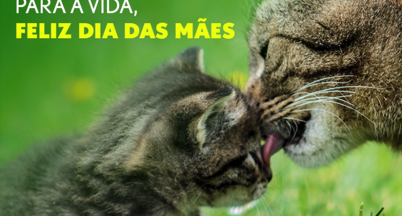 Dia das Mães