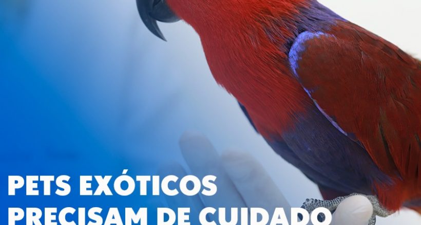 Pets exóticos precisam de cuidado redobrado no inverno