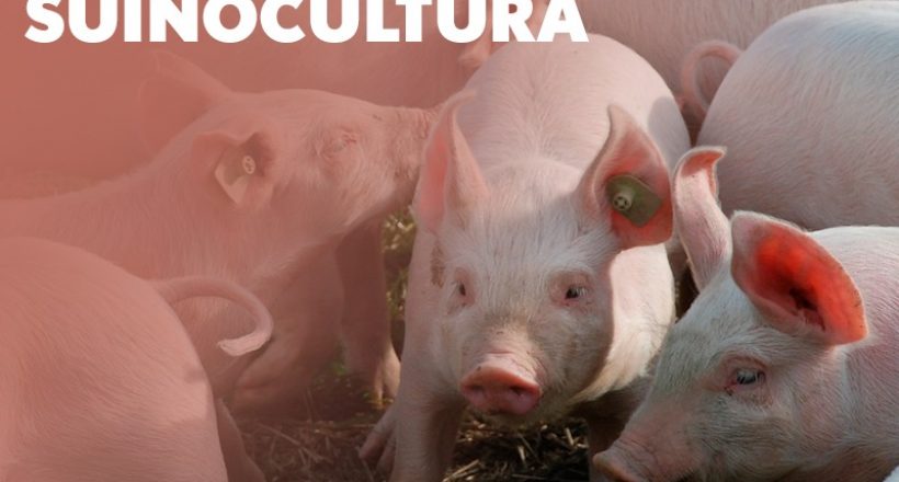 24 de Julho – Dia da Suinocultura