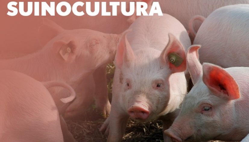 24 de Julho – Dia da Suinocultura