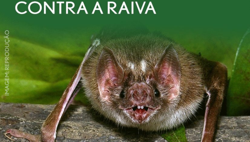 28 de setembro – Dia Mundial de Combate à Raiva