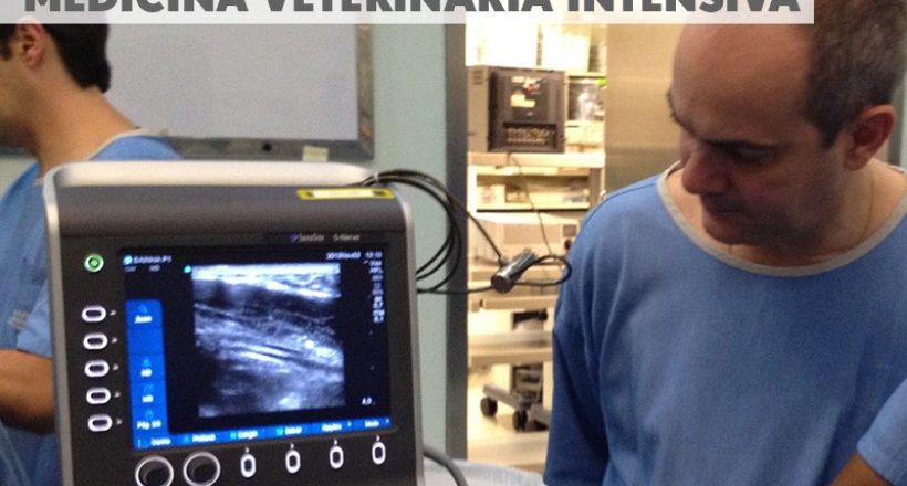 Renovada a habilitação da BVECCS para concessão de título de especialista em Medicina Veterinária Intensiva