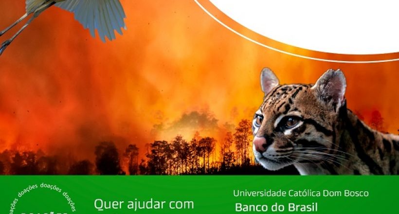 CRMV-MS lança campanha para ajudar animais silvestres vítimas de incêndio no Pantanal