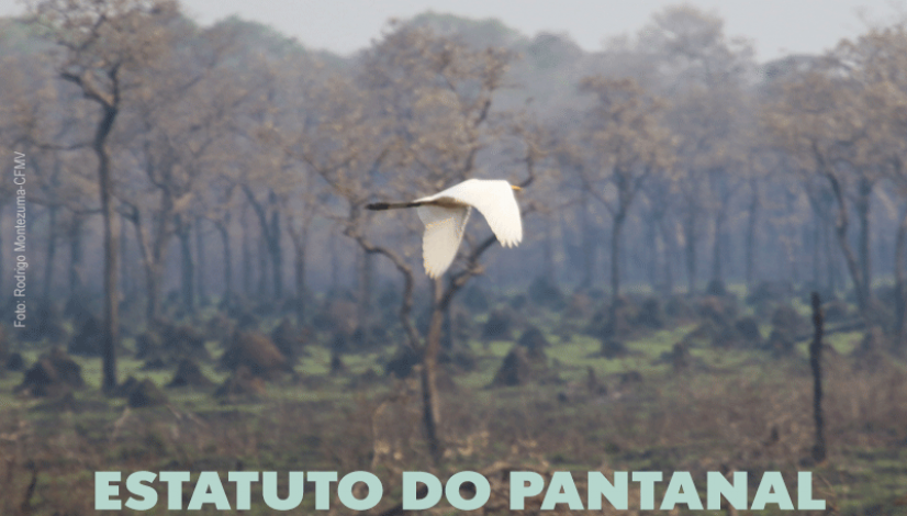 Estatuto do Pantanal proposto pelo Senado recebe colaboração do Sistema CFMV/CRMVs