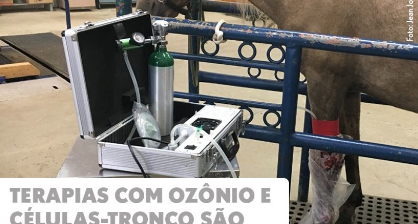 Terapias com ozônio e células-tronco são regulamentadas para tratamento de animais