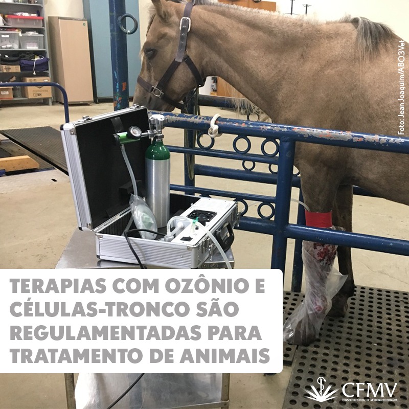 Terapias com ozônio e células-tronco são regulamentadas para tratamento de animais