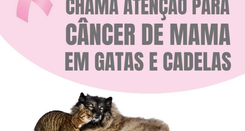 Outubro Rosa chama atenção para câncer de mama em cadelas e gatas