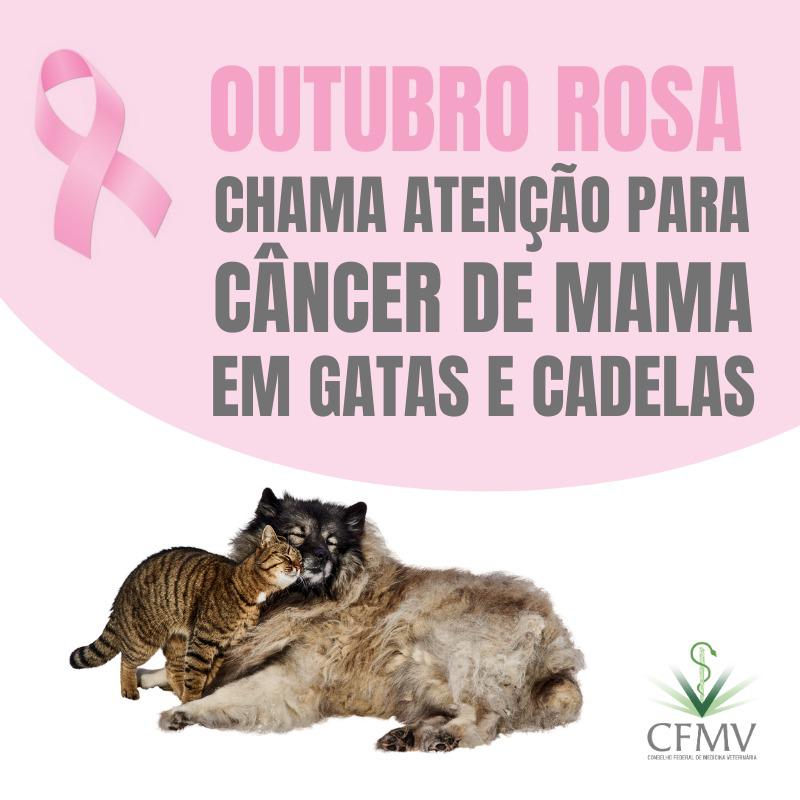 Outubro Rosa chama atenção para câncer de mama em cadelas e gatas