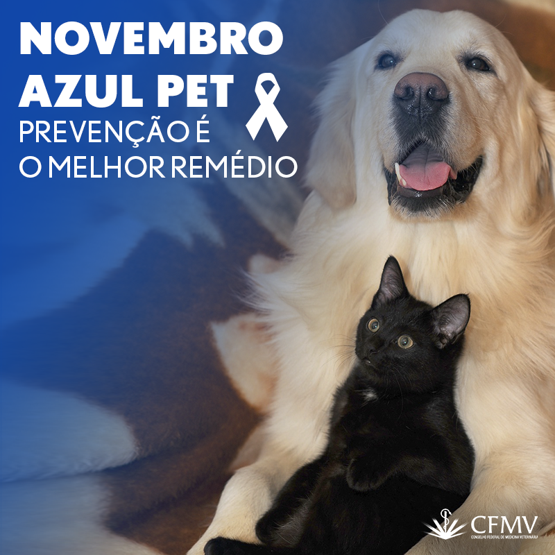 Novembro Azul: prevenção é o melhor remédio para evitar câncer de próstata em cães