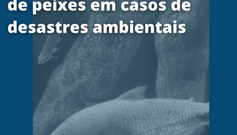 Manual orienta resgate de peixes em casos de desastres ambientais