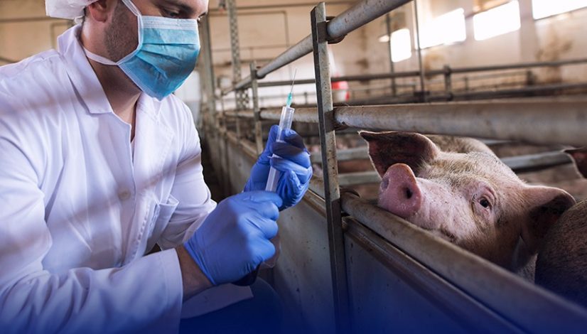 Supervisão veterinária para a saúde de todos