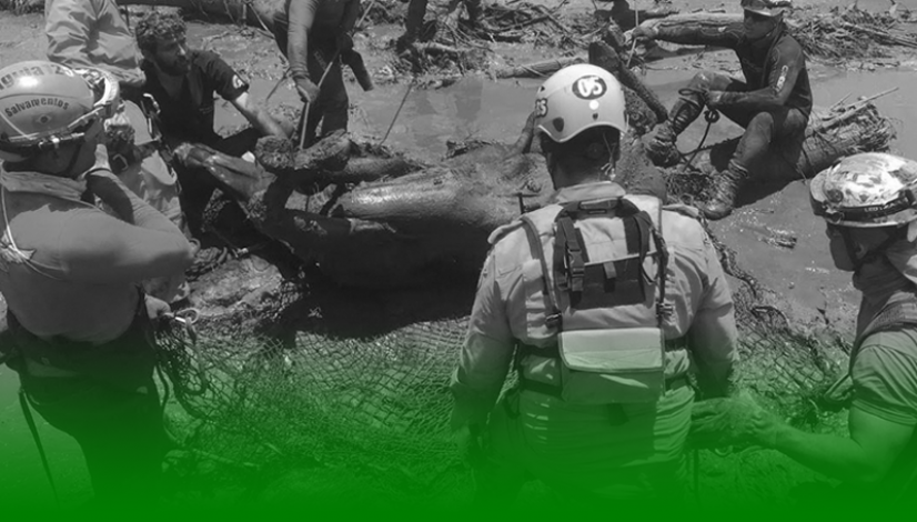 Sistema CFMV/CRMVs realiza I Encontro Nacional sobre Desastres em Massa Envolvendo Animais