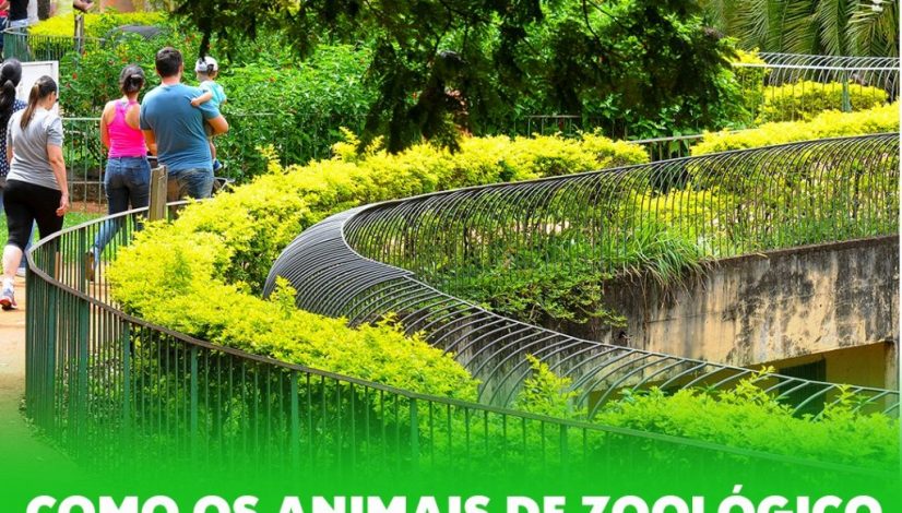 Animais Zoológicos
