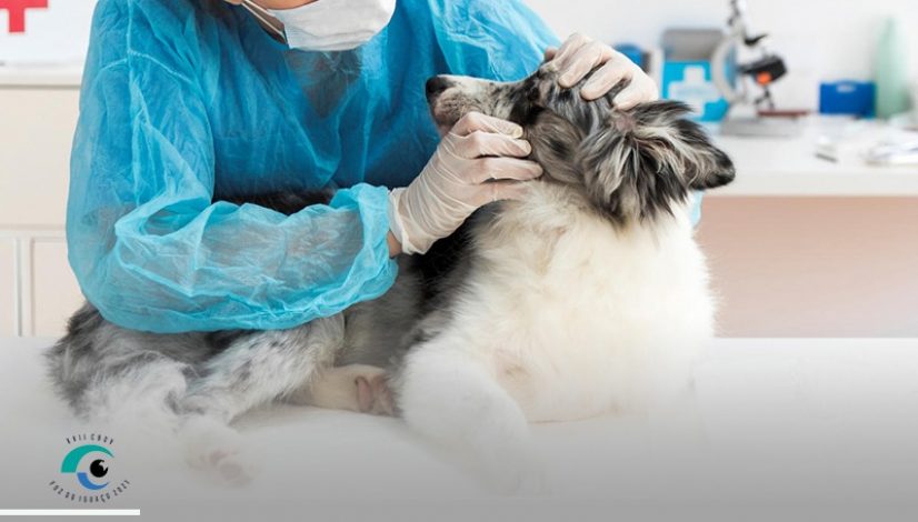 Colégio de Oftalmologia Veterinária realiza 17º Congresso e prova de especialista