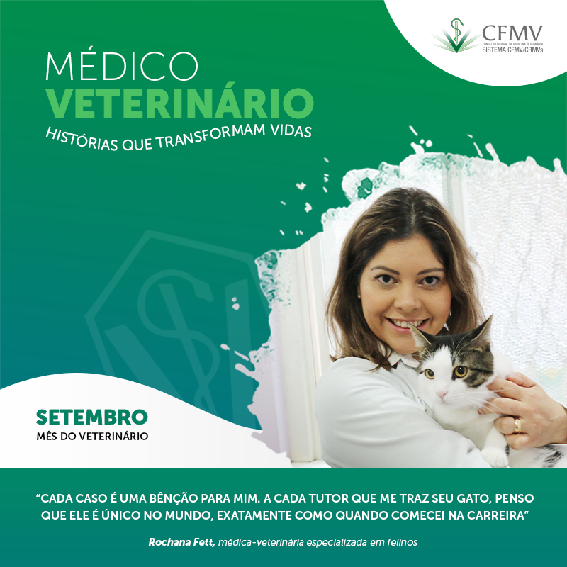 Médico-veterinário na saúde de felinos