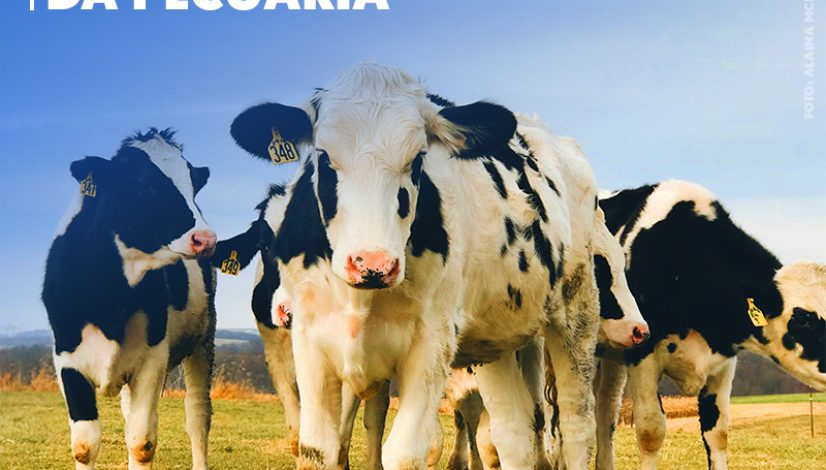 No Dia Nacional da Pecuária, CFMV celebra o crescimento da produção brasileira de proteína animal