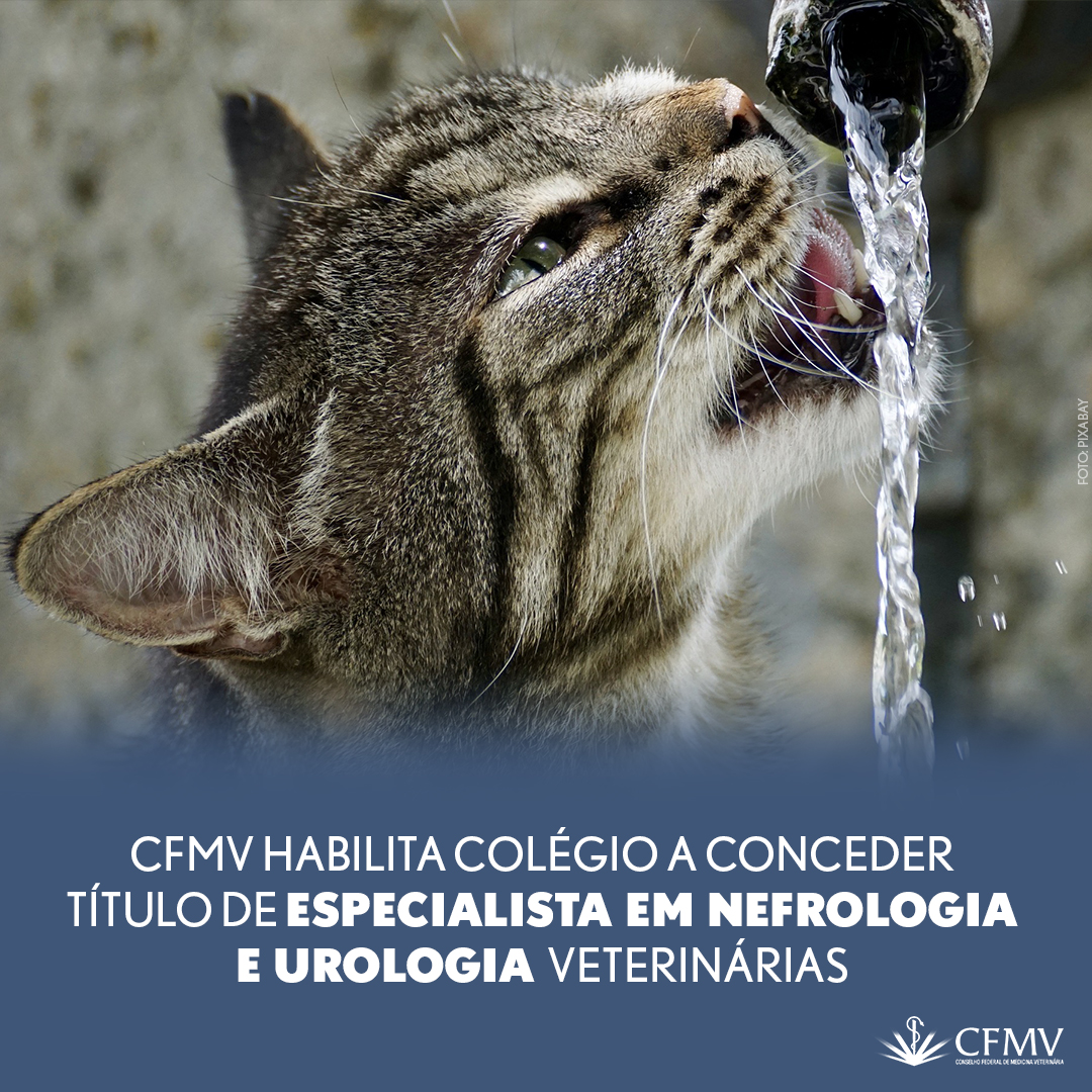 CFMV habilita colégio a conceder título de especialista em nefrologia e urologia veterinárias