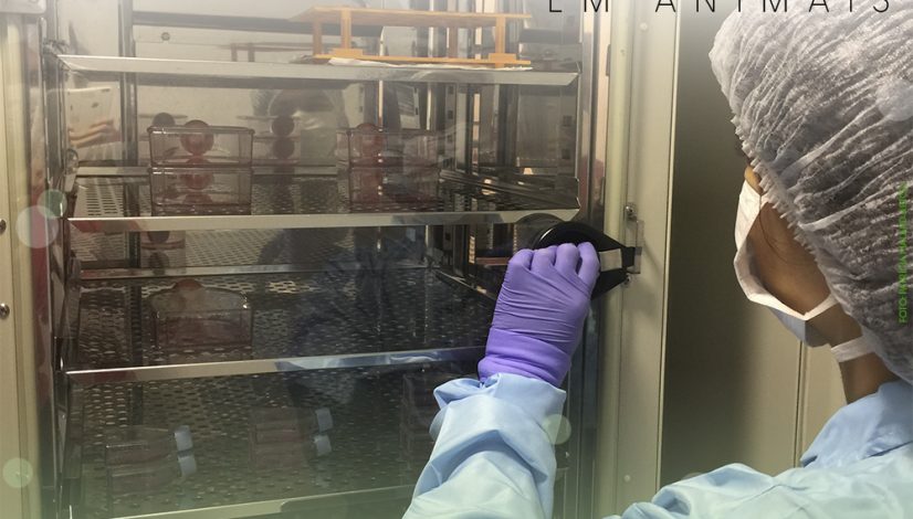 Terapia com células-tronco em animais. O que diz a regulamentação?