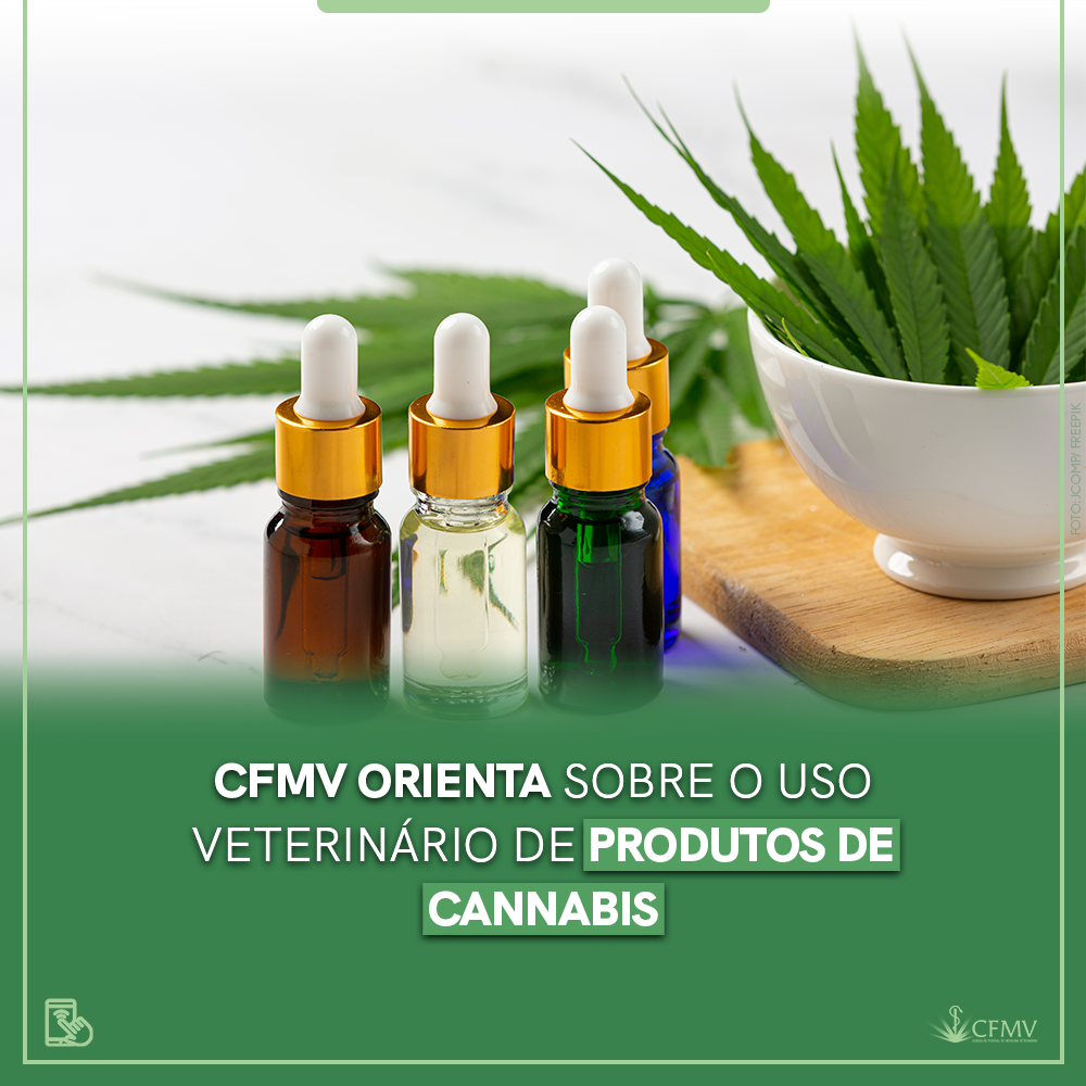 CFMV orienta sobre o uso veterinário de produtos de Cannabis