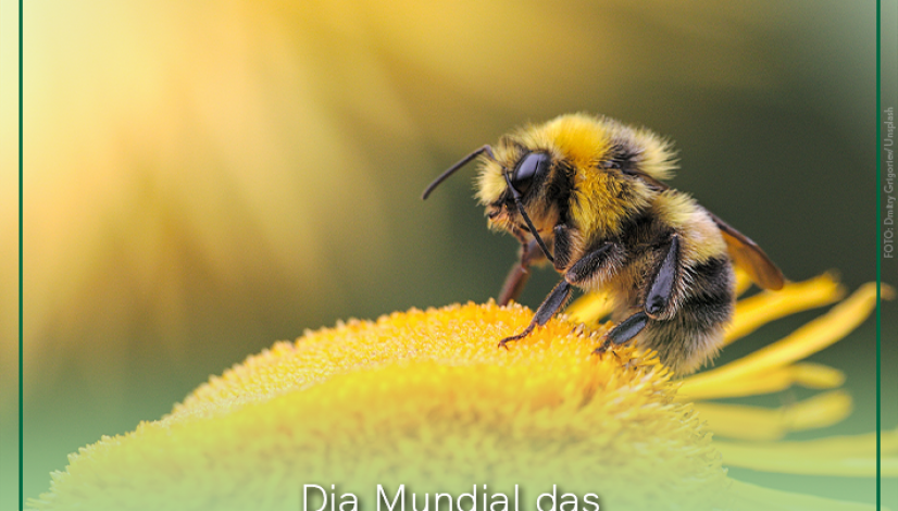 20 de maio, Dia Mundial das Abelhas