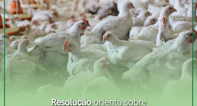 Resolução orienta sobre procedimentos em caso de ocorrência de influenza aviária no Brasil