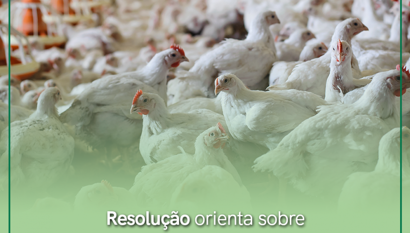 Resolução orienta sobre procedimentos em caso de ocorrência de influenza aviária no Brasil